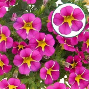 Bild von Calibrachoa P12 Rave Pink
